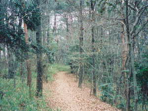 �~�͂ꂽ������̎G�ؗ�