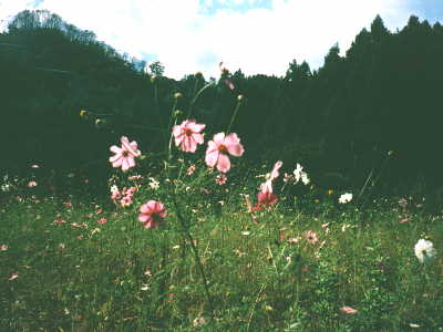 �A��Ɍ����R�X���X