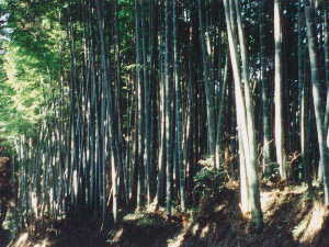 田原坂の竹藪